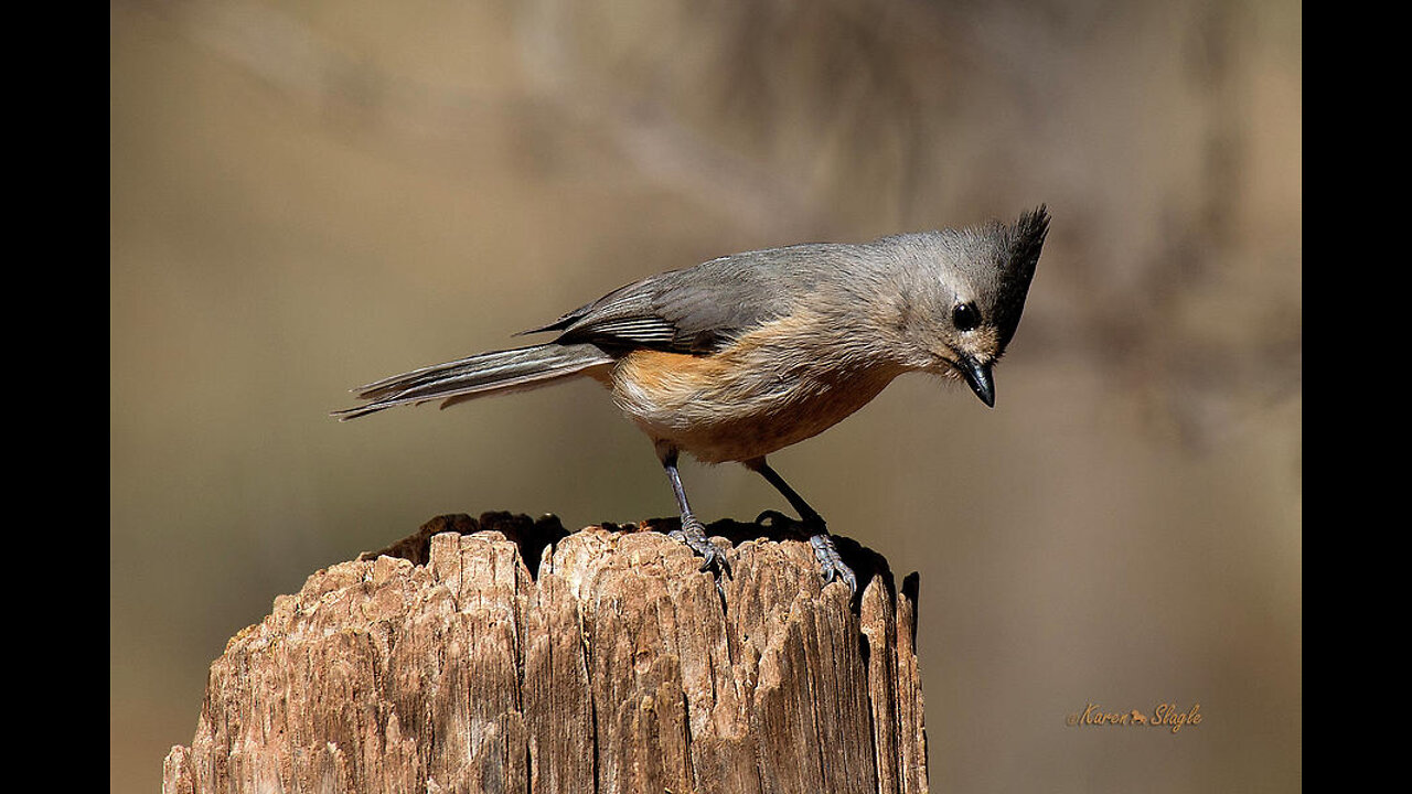 Bird Song: Rise & Shine - Tufted Titmouse