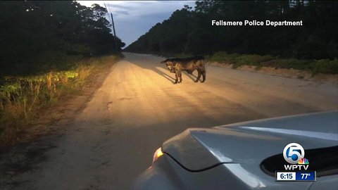 Runaway calf loose in south Fellsmere