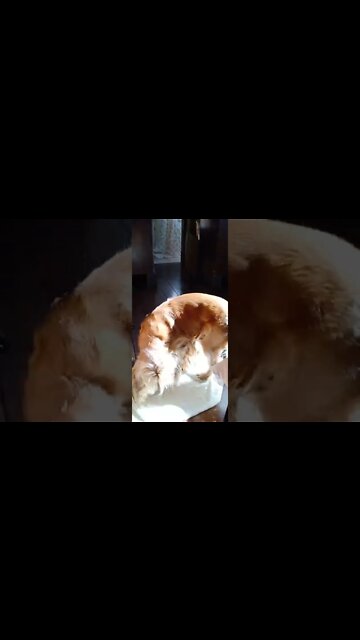 #dogshow , #animals , #dogs , #shorts