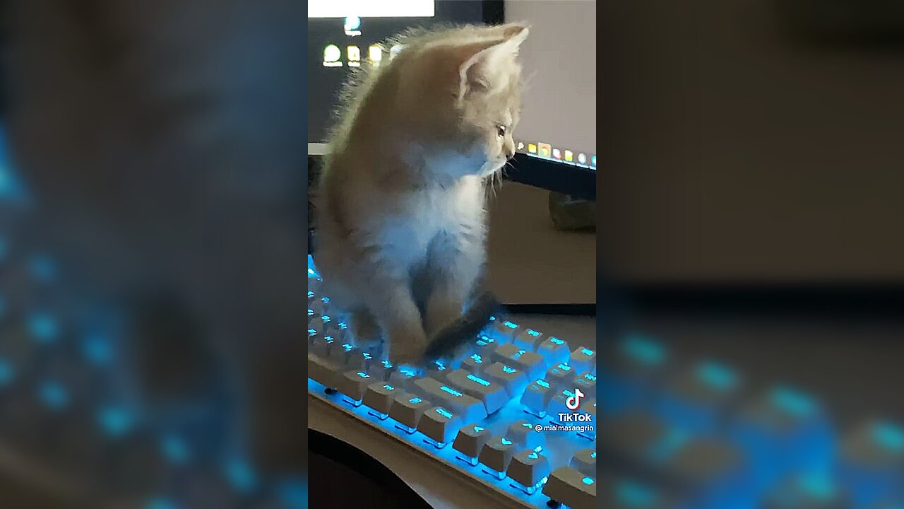 Cute kitten on my keyboard