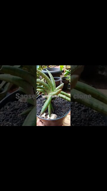 sansevieria