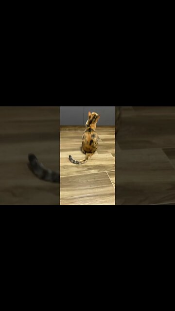 Romeu doido para ir pro telhado #shorts