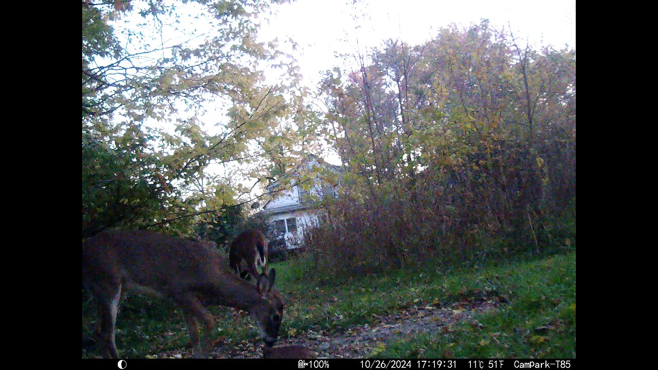 Deer 10-26-2024