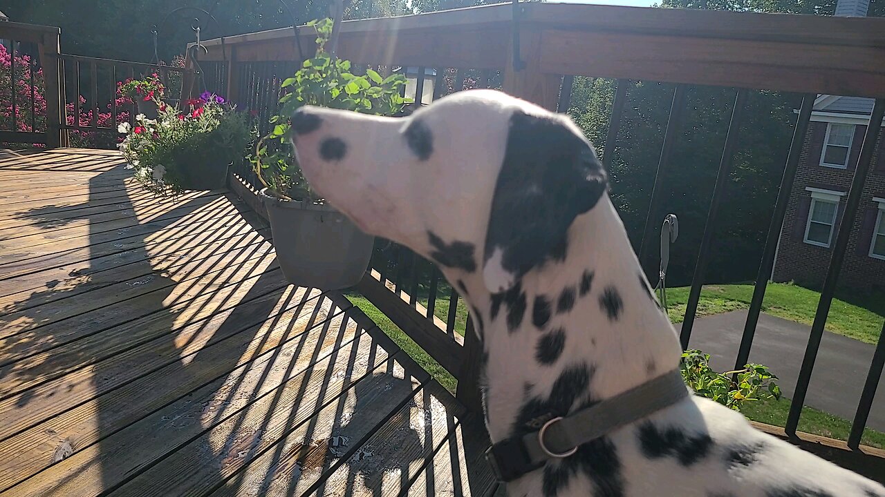 Luna in the Morning