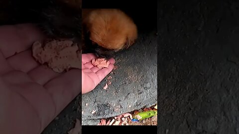 Нашли щенка мусорном ведре