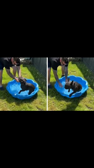 Dog Goes Crazy When Having To Take a Shower