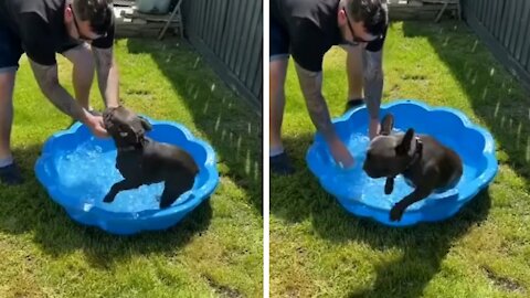 Dog Goes Crazy When Having To Take a Shower