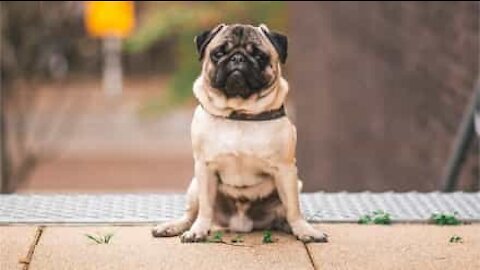 Pug paraplégico ganha cadeira de rodas