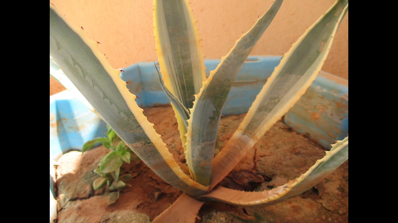 Aptenia cordifolia