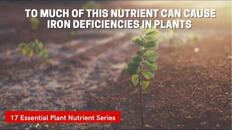 Manganese For Plants Is Essential. But To Much Manganese In The Soil Can Cause Iron Deficiency!