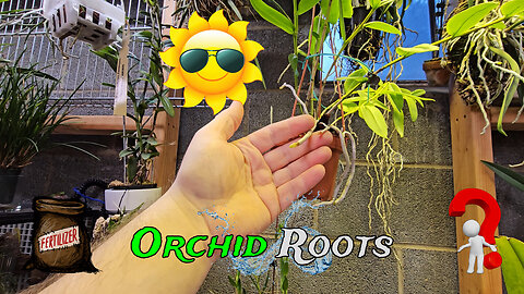 Orchid Roots