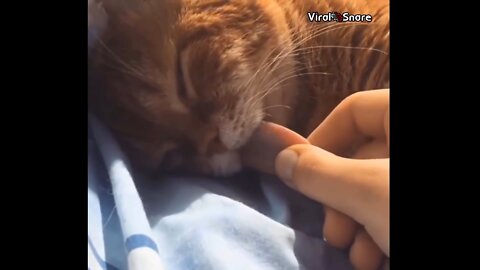 cute and full of fun cat videos