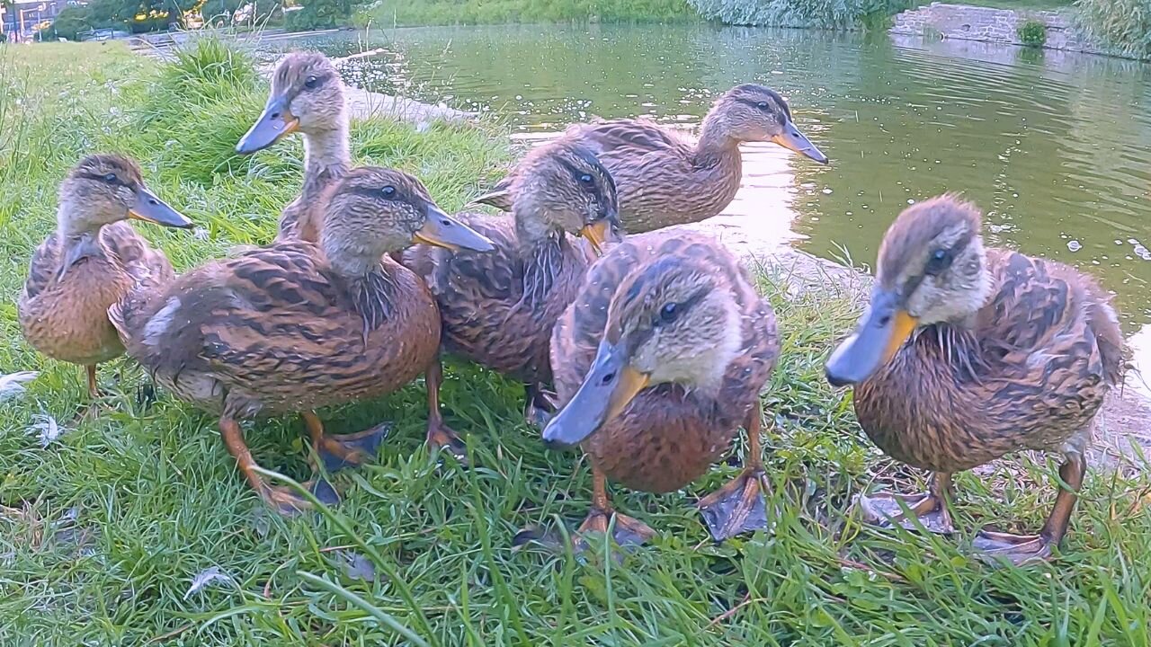 Chaos and Mayhem, Duckling Be My Name. The 7 Mallard Duck Ducklings