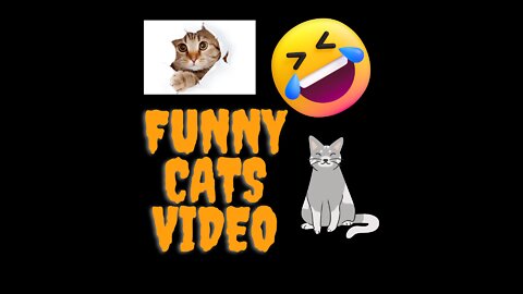 Very Funny Cats