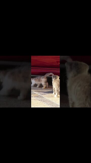 Брошенные котята , Как Растут