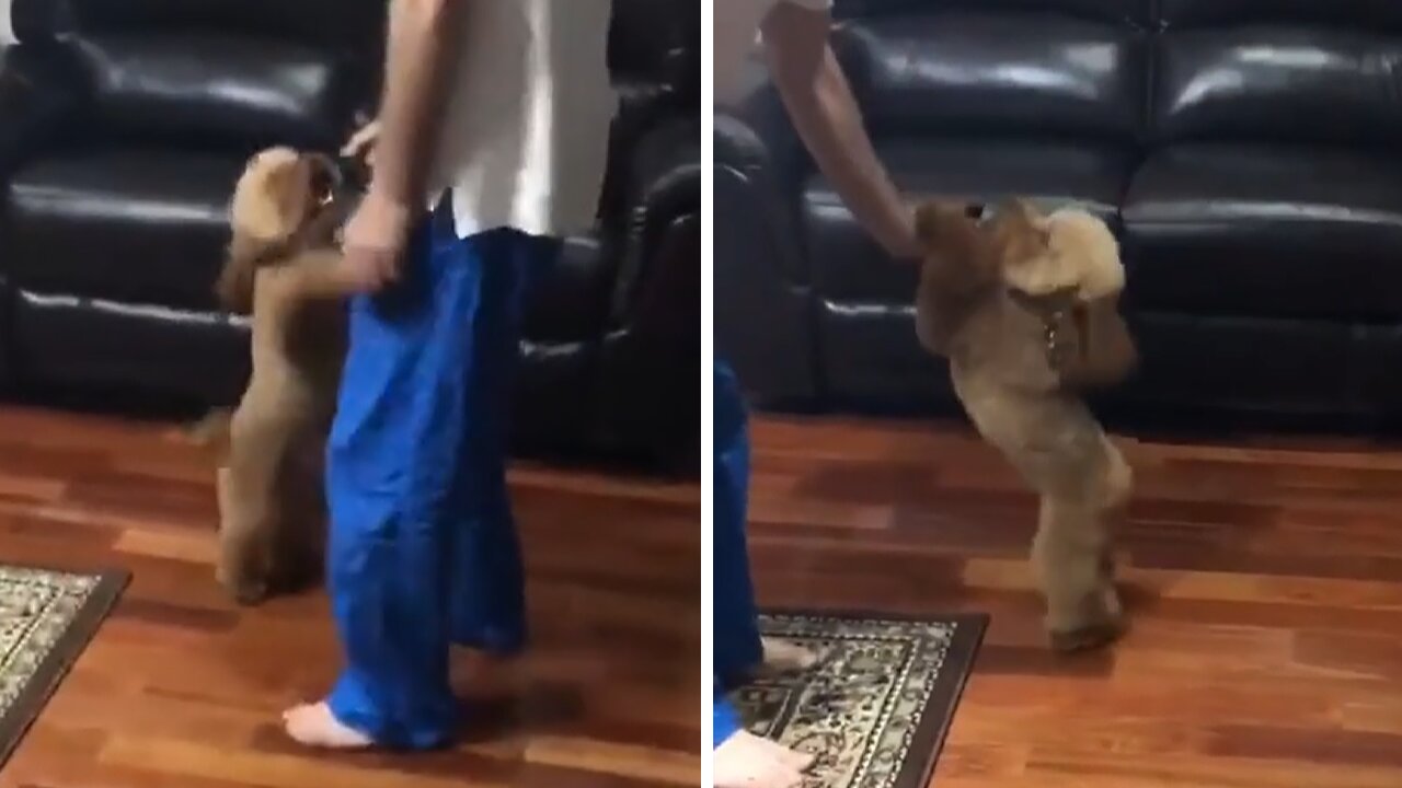 Doggy gets super excited to see owner on video call