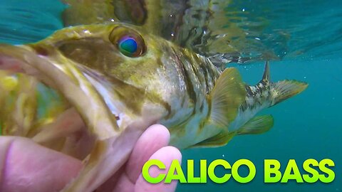 catching Calico Bass from the surfboard!!