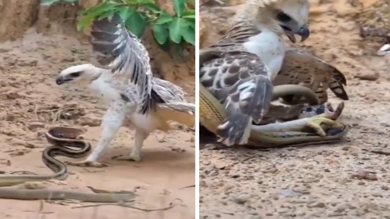 Eagle 🦅 vs Snake 🐍 Who will win This battle ???