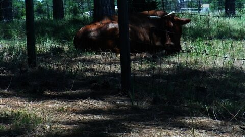 Diablo Our Red Angus Bull Relaxing In The Shade