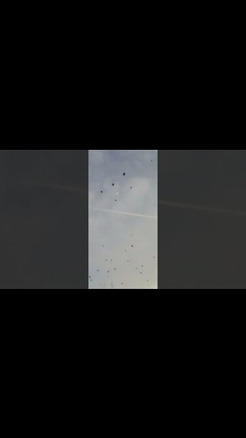 "Come home to roost"