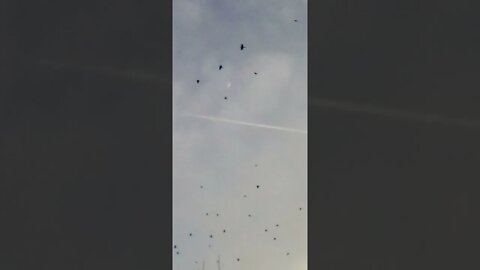 "Come home to roost"