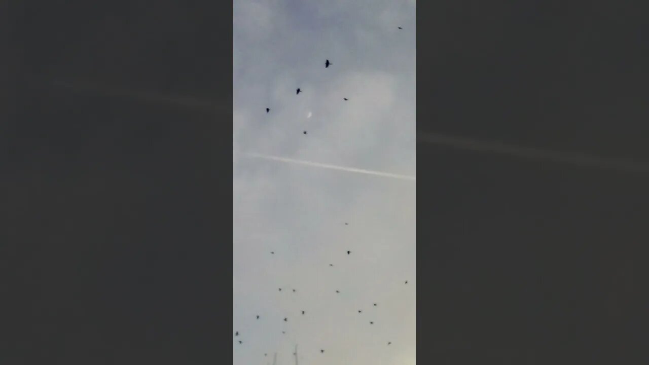 "Come home to roost"