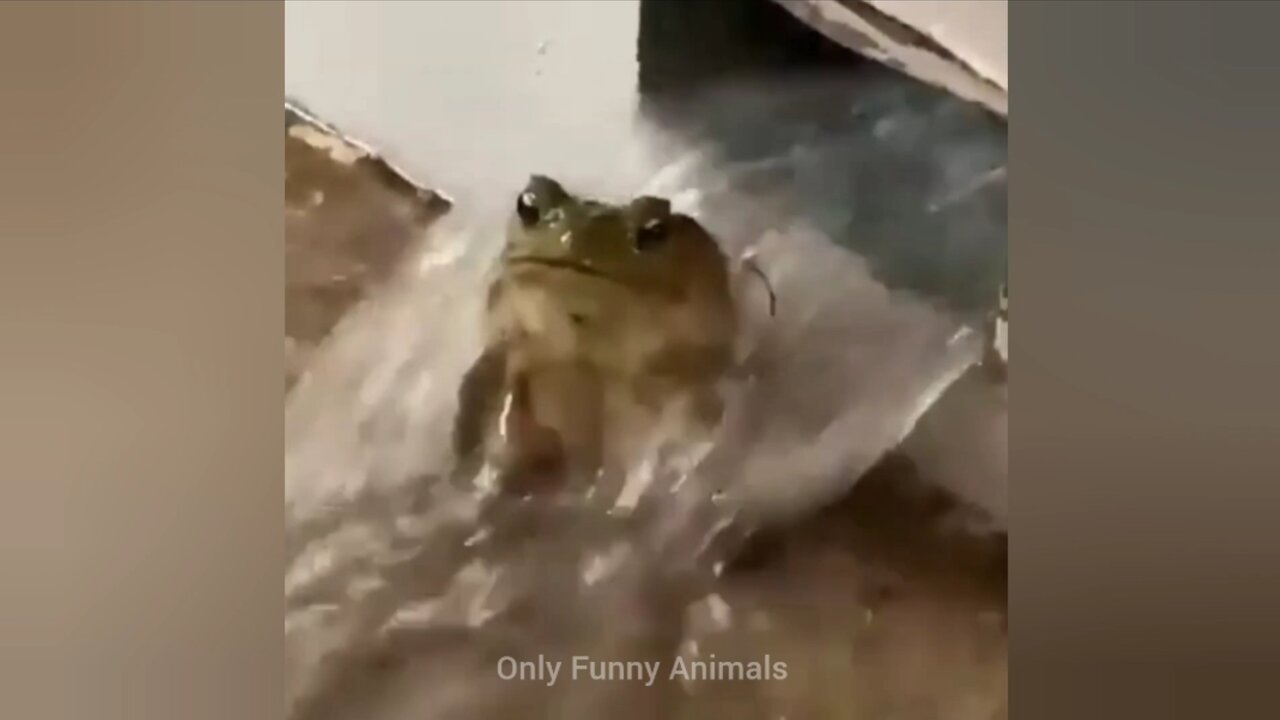 Frog Funny Video 🐸 New Funny Animals 2023 😂 Funniest Animals 2023