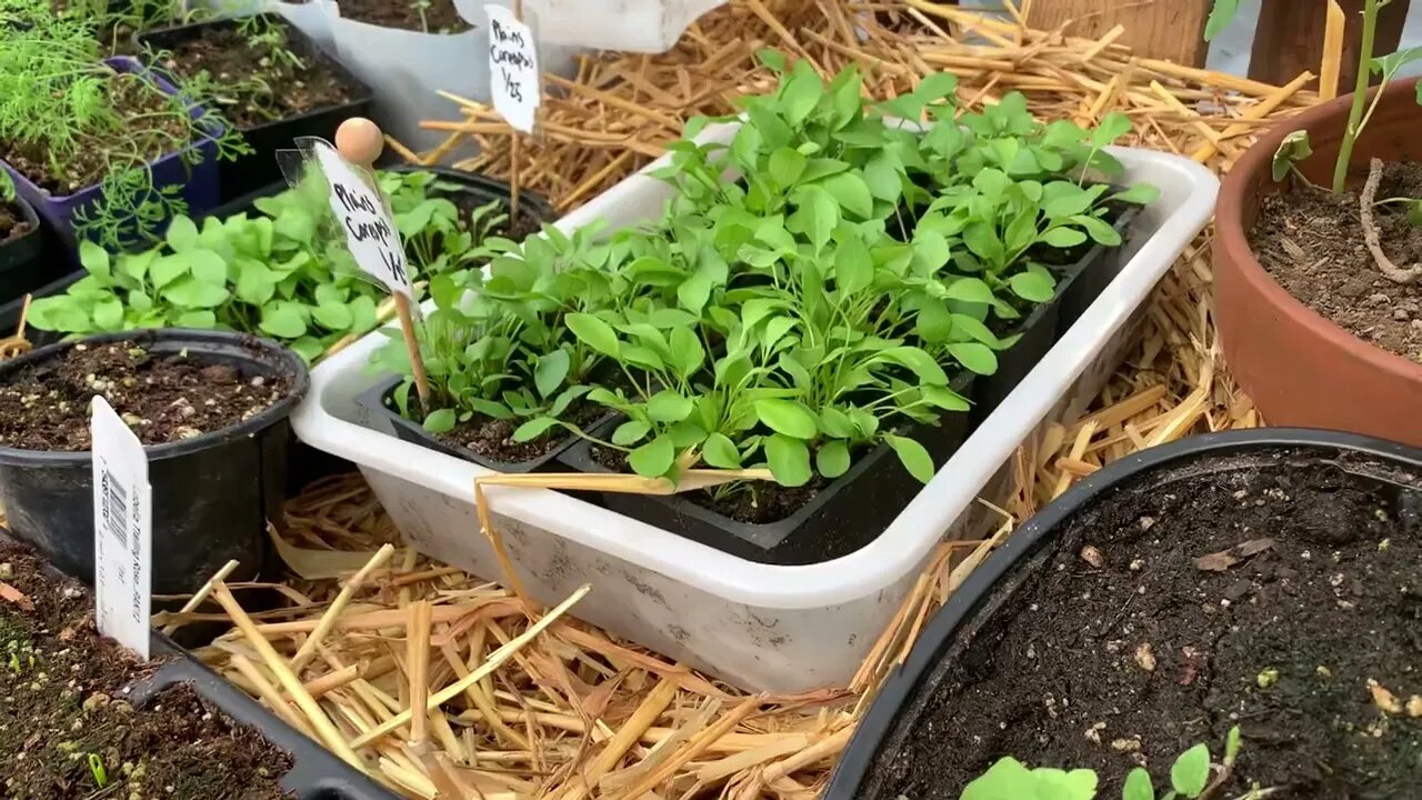 Is it Heating Up? Raised hotbed greenhouse for seedlings and greens