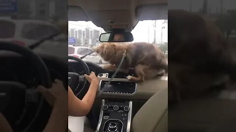 Cute 🐕 Dog On Dashboard #funnyvideo #petvideos