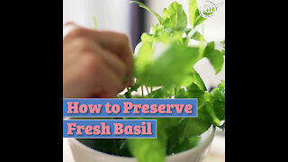 How to Preserve Fresh Basil