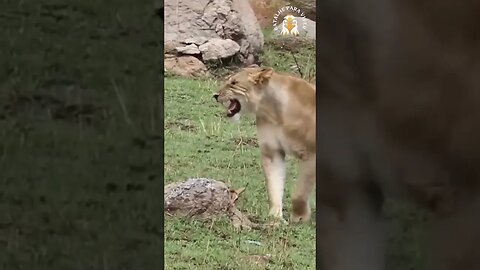 Um hábito cruel entre os felinos que faz suas presas sofrerem antes de serem abatidas