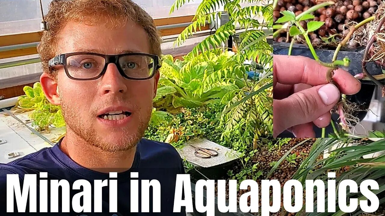 Growing Minari in an aquaponic system. (Minari aquaponics)