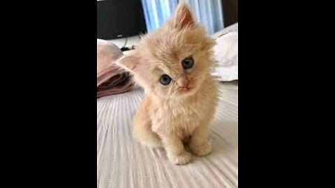 CUTE KITTEN VIDEO