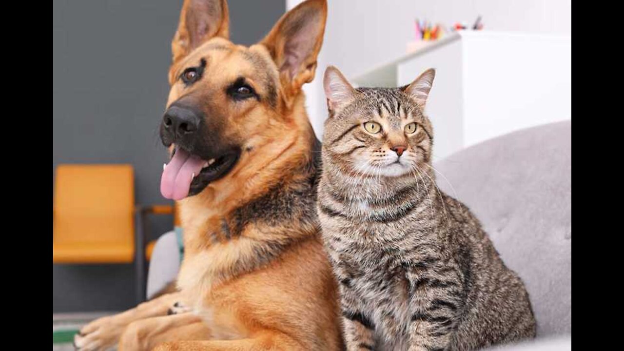 How to teach your dog and cat to get along