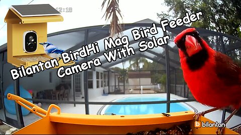 Bilantan BirdHi Mag Metal Smart Bird Feeder Camera Solar Powered Review 2024