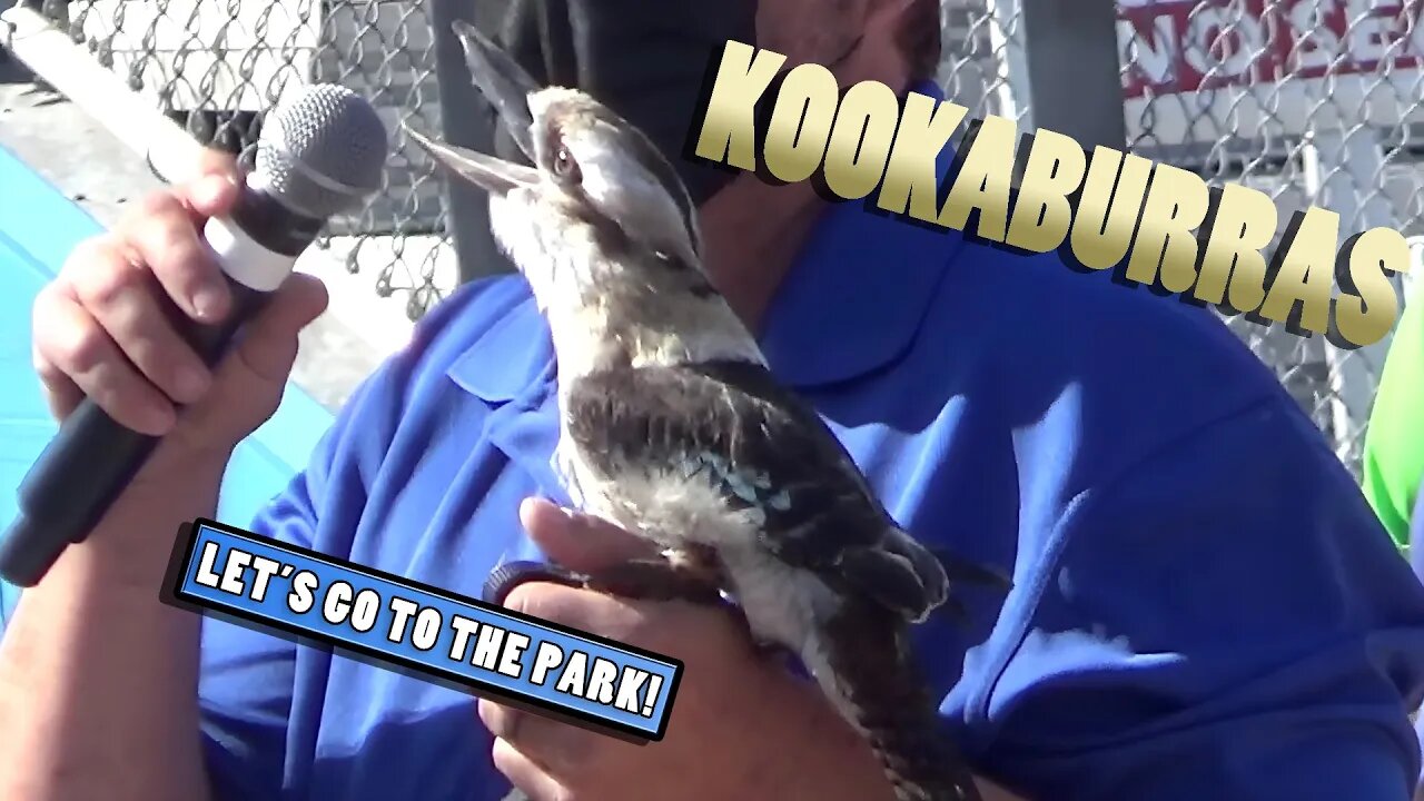 Kookaburras - Animal Spotlight