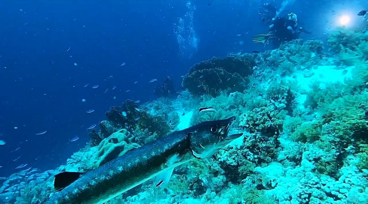 diving into the waters of Egypt