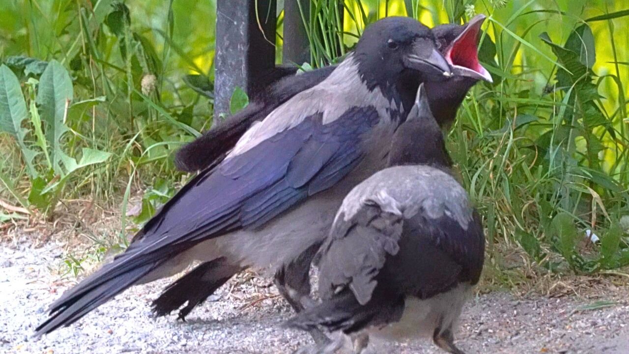 Too Much CAWing, Hooded Crow Fledgling is Loosing His Voice