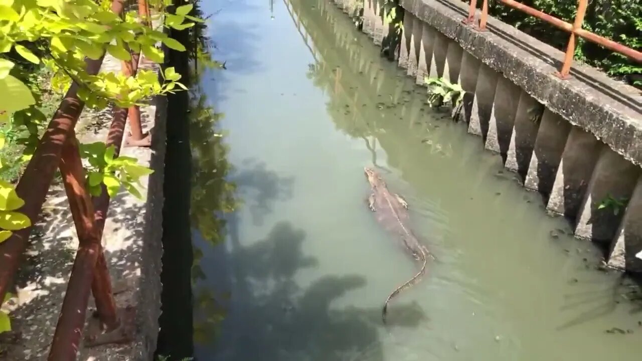 NINE-FOOT Monitor Lizard Looks at Me as LUNCH!