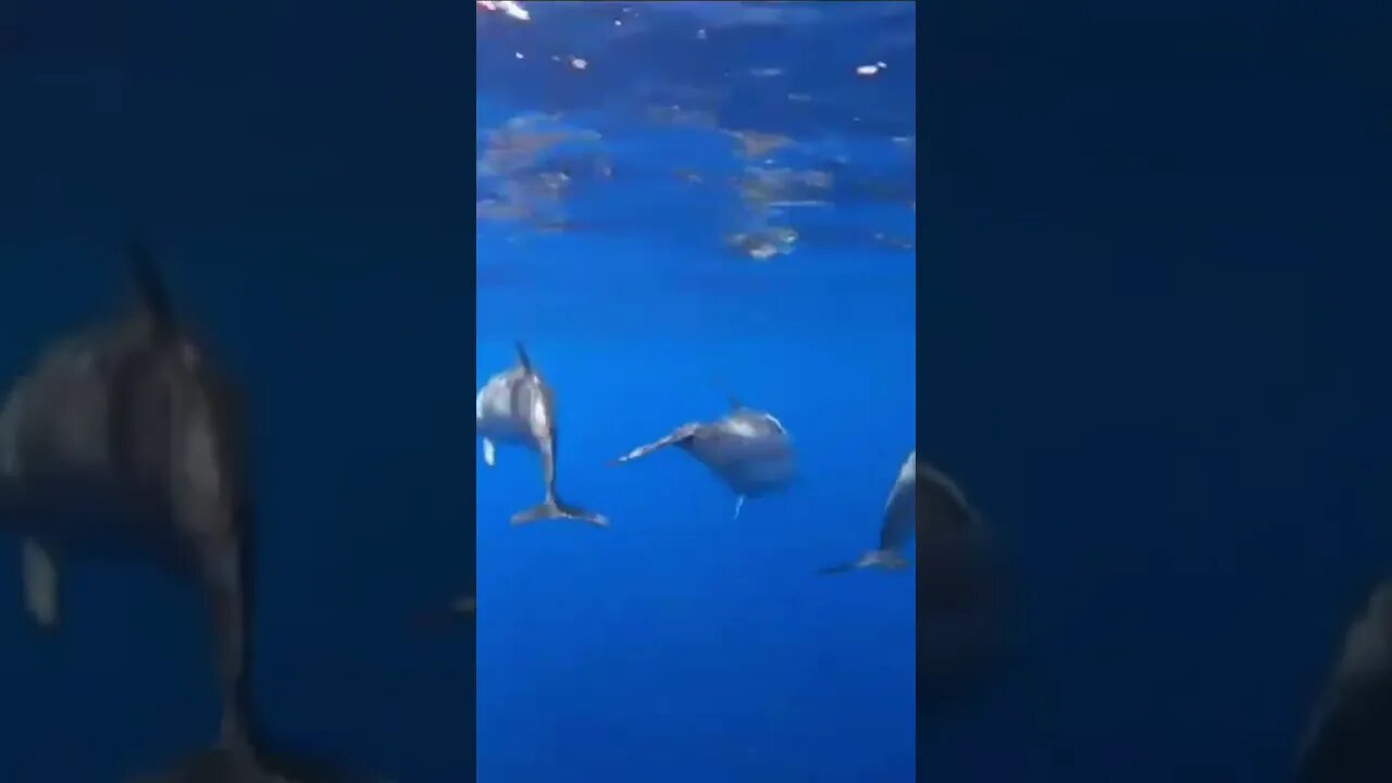 Magical Encounter: Wild Dolphins Dance Beneath My Boat in Azores! #azoresislands #viralvideo 🐬🌊