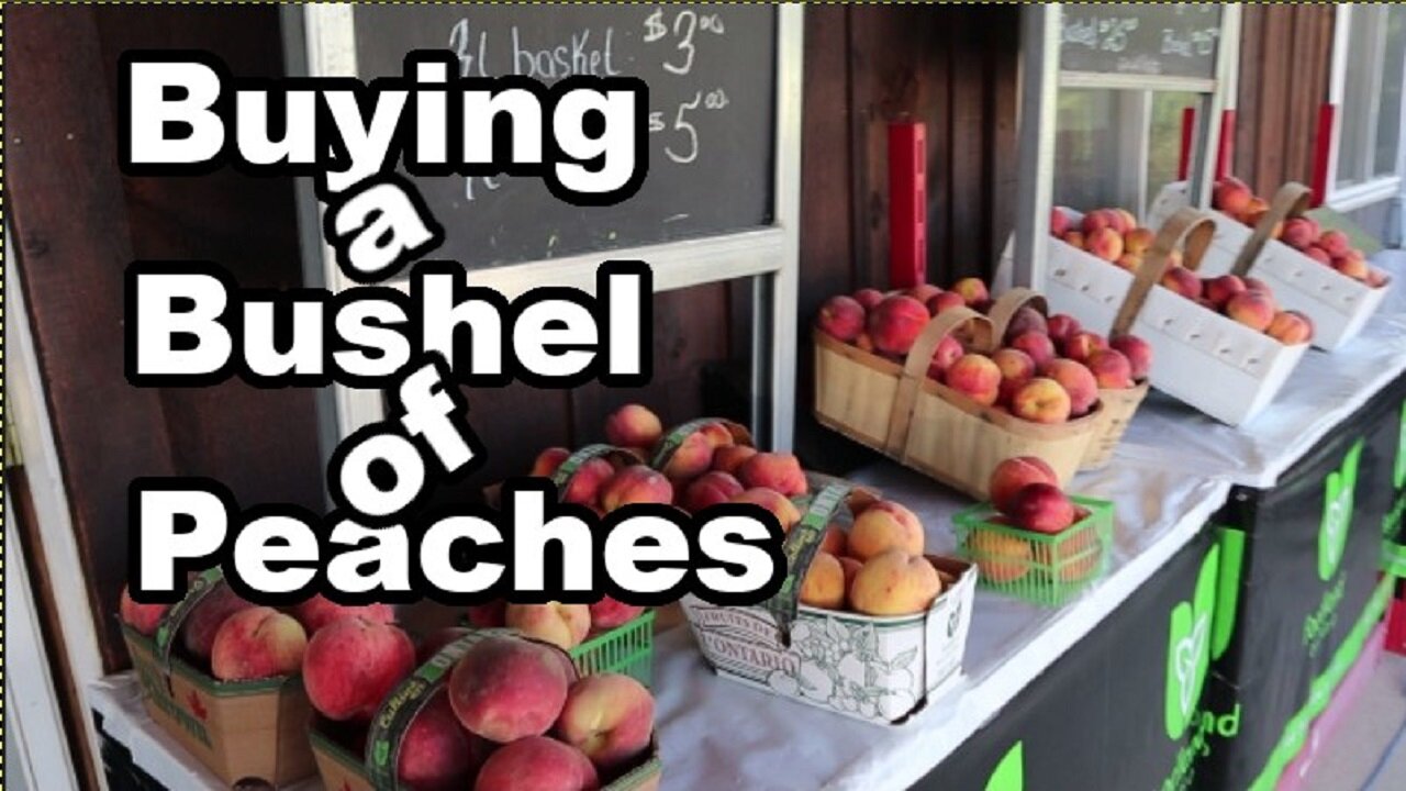 Buying a BUSHEL OF PEACHES from my favorite peach orchard