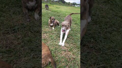 Just a Nice Summer Day and Some Pitty Bulls 🐾