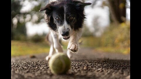 Dog play video