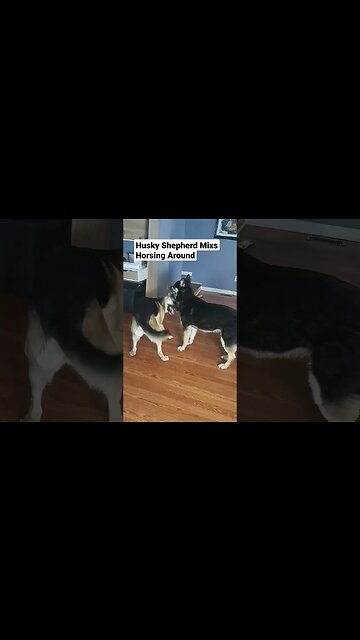 Horsing Around #doggos #cute #shortsvideo #shepsky #dog #dogs #sweetdog #shorts #cutedog #dogsworld