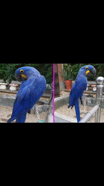 Makaw hyacinth beautiful