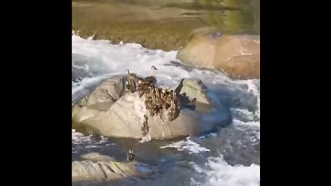 Life💥Lesson🦆Learned👀😎🍺