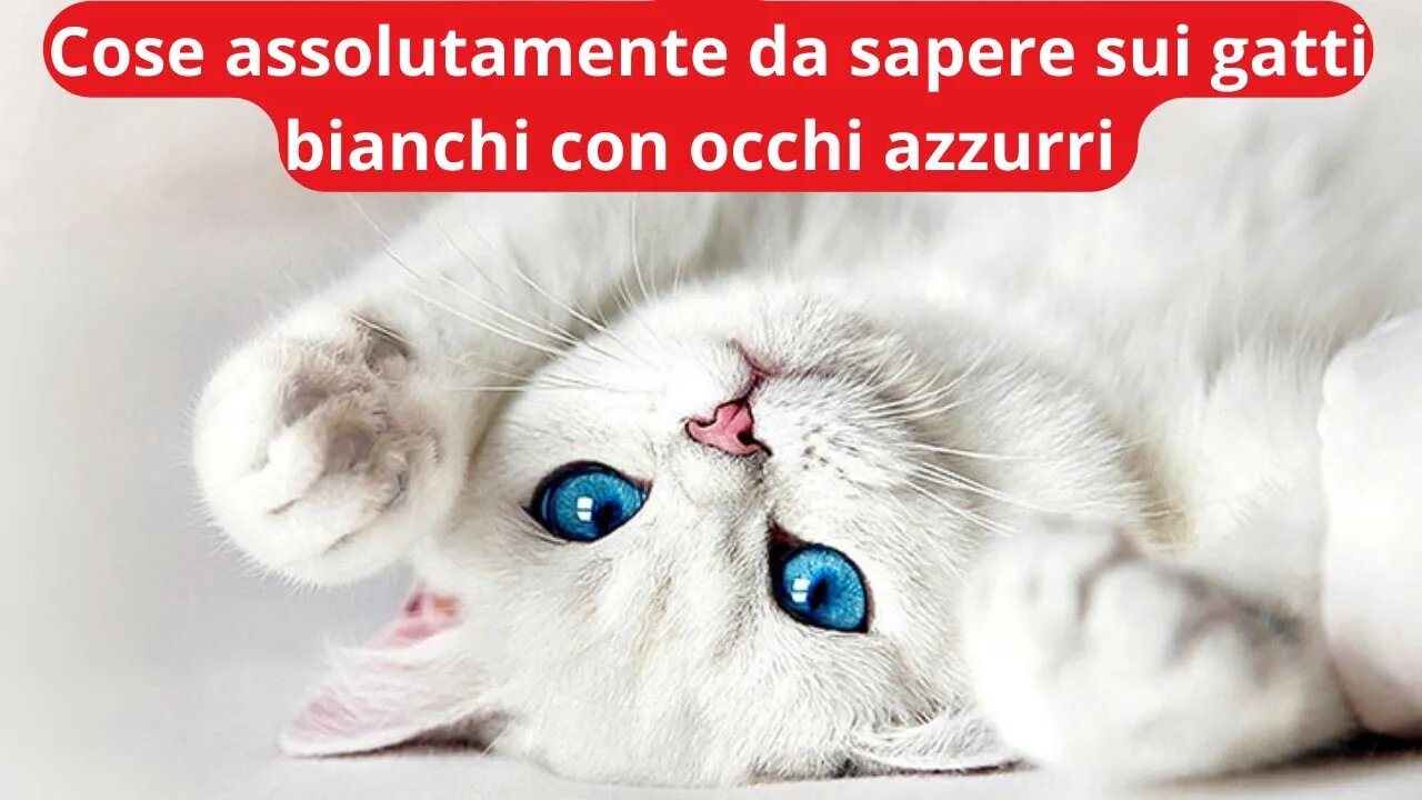 5 COSE DA SAPERE SUI GATTI BIANCHI CON OCCHI AZZURRI