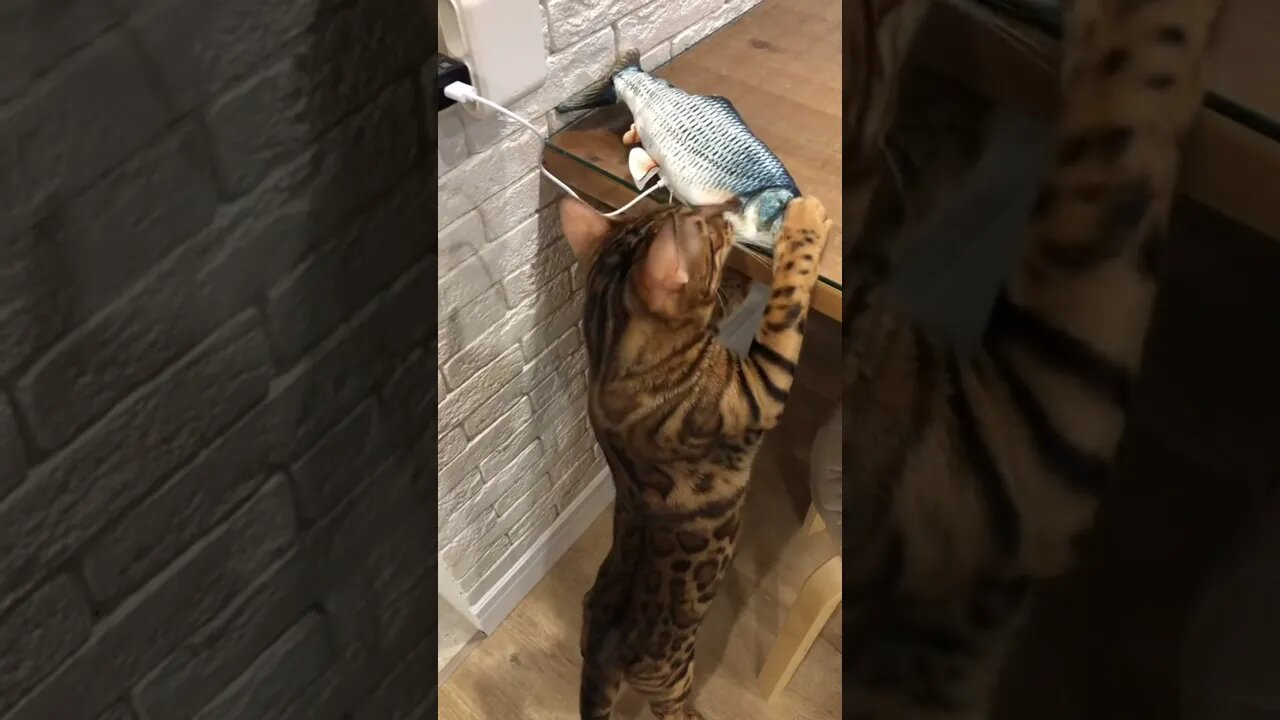 #shorts Смешные Коты Из Тик Тока 167 Funny Cats From Tiktok