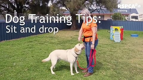 FREE DOG TRAINING LESSON 1--How To Teach Your Dog To Sit And Drop