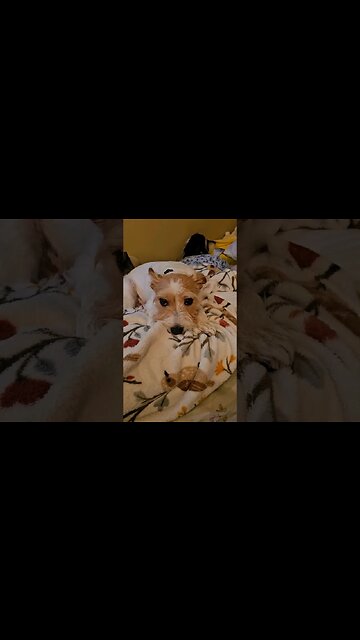 Pup unimpressed with my singing 😕 #pup #jackrussell #pets #cutedog #singing #notimpressed